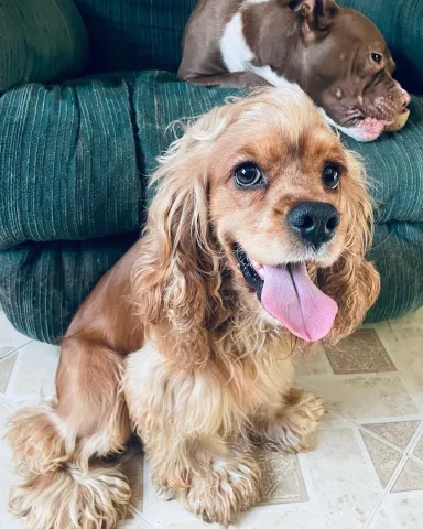 Boxer & Cocker Spaniel