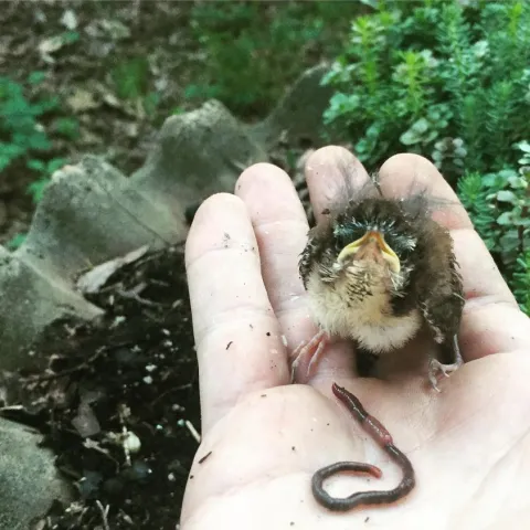 Bird and Worm in Hand