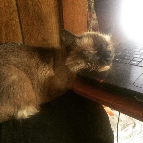 Cat Sleeping on Laptop