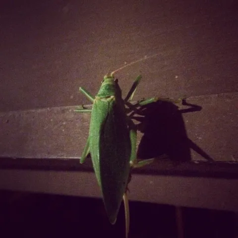 Green Cricket