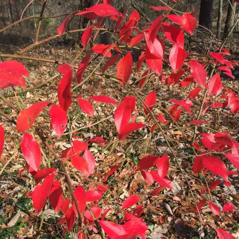 Red Blueberry Bush Leaves