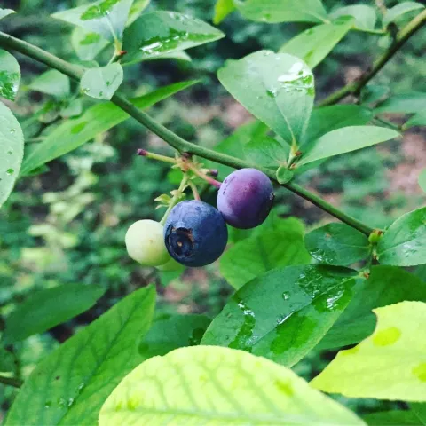 Blueberries