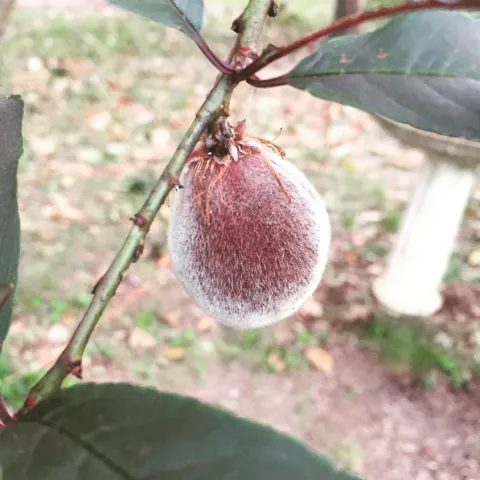 Indian Peach