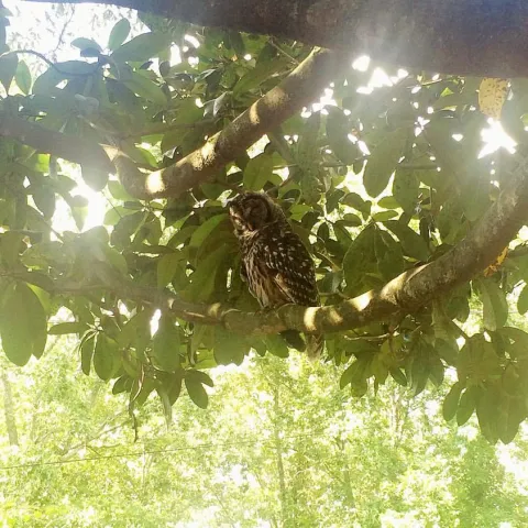 Owlee the Barred Owl