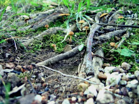 Penny, Mushrooms & Roots