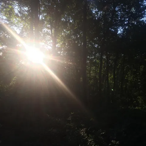 Sunlight through Trees