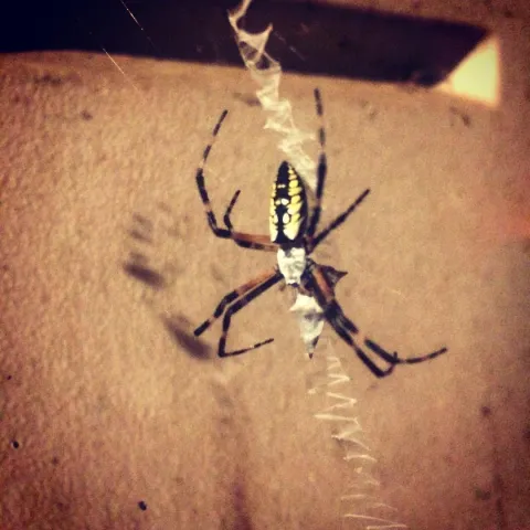 Charlotte Garden Spider