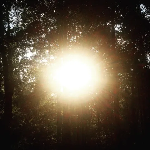 Sun through Trees