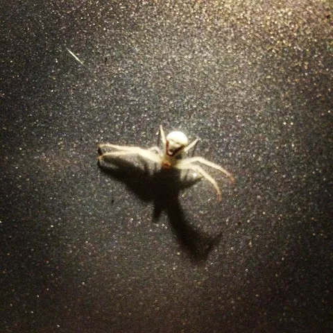 alien looking spider