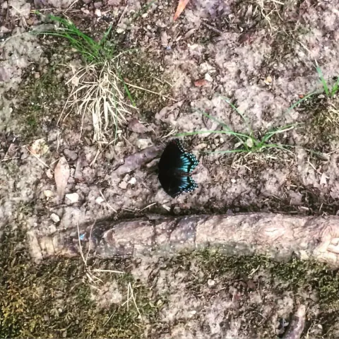 Black and Blue Butterfly