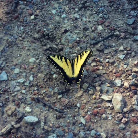 Black and Yellow Butterfly