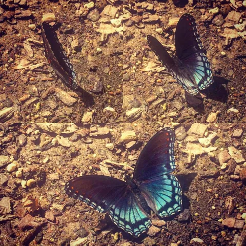 Butterfly Sunbathing