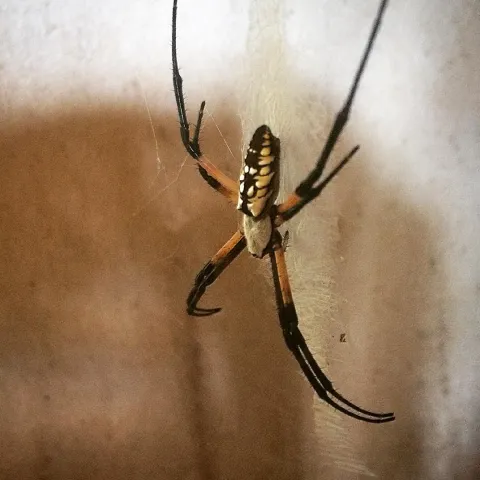 Charlotte Molted Garden Spider