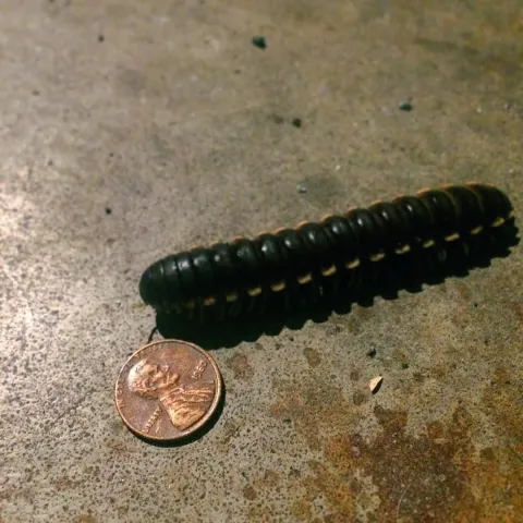Cherry Millipede