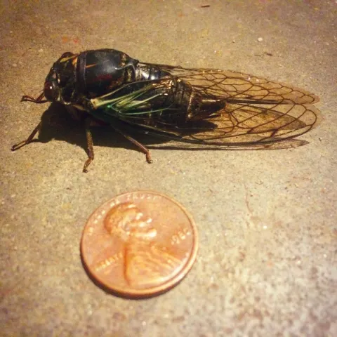 Cicada and Penny