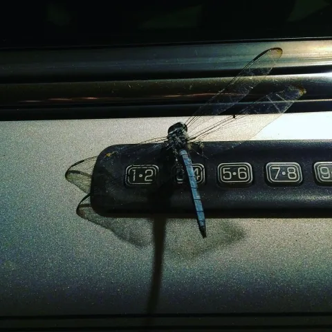 Dragonfly Car Keycode
