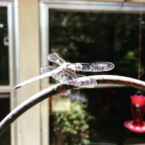 Dragonfly Parking