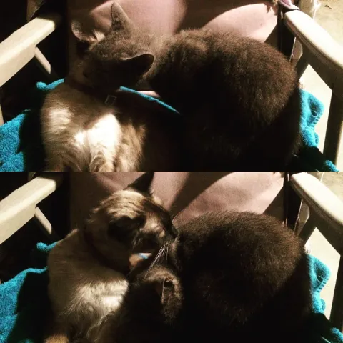 George and Gracie Cats Licking Each Other