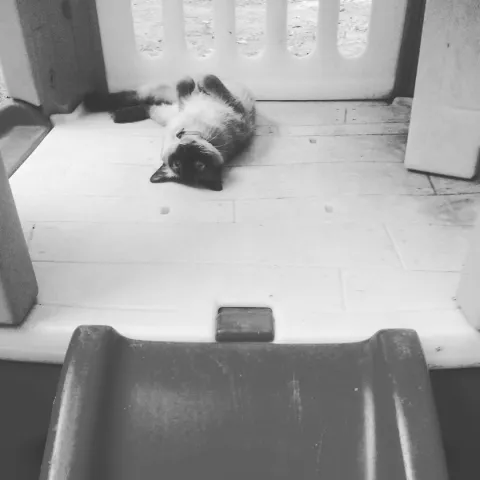 Himalayan Cat Outside Slide