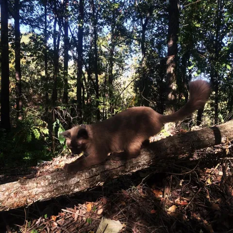 Himalayan Cat on Tree