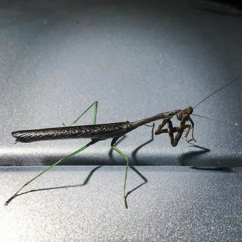 Mantis Lemniscate Pose