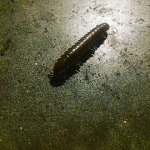 millipede walking