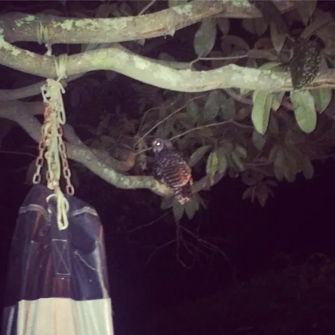 Owlee the Owl Magnolia Tree