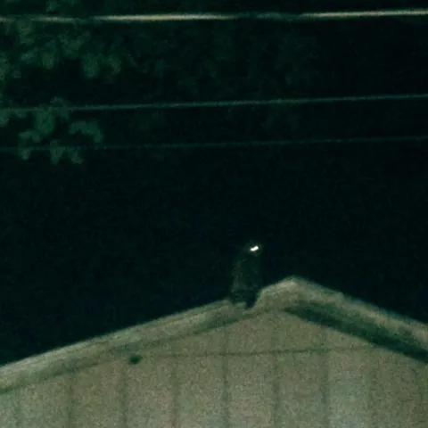 Owlee the Owl on the Shed Roof