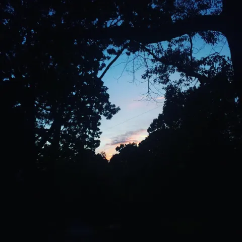 Sunset Trees