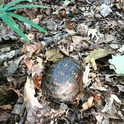 Turtle in Leaves