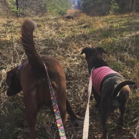 Hershey and Ellie Dogs on Hill