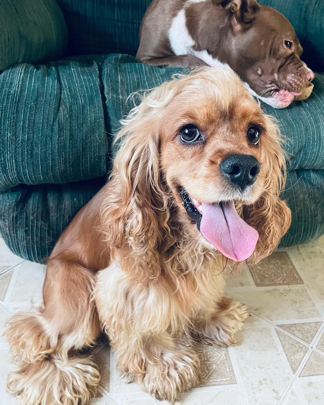 Boxer & Cocker Spaniel