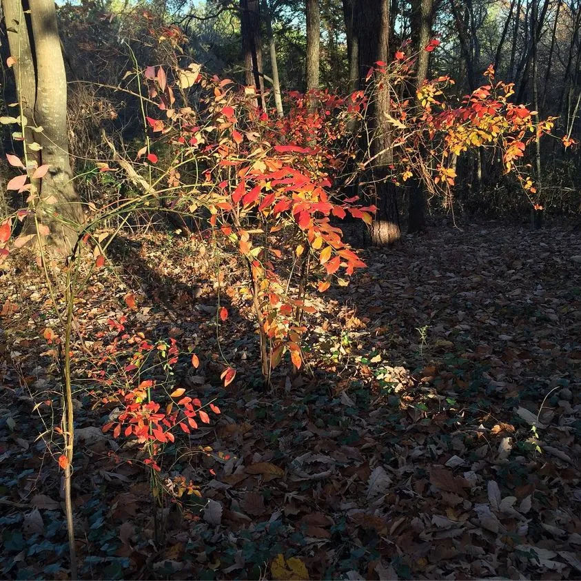Blueberry Bushes
