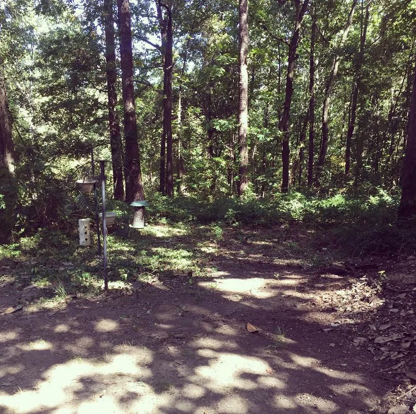 Flutterby Forest