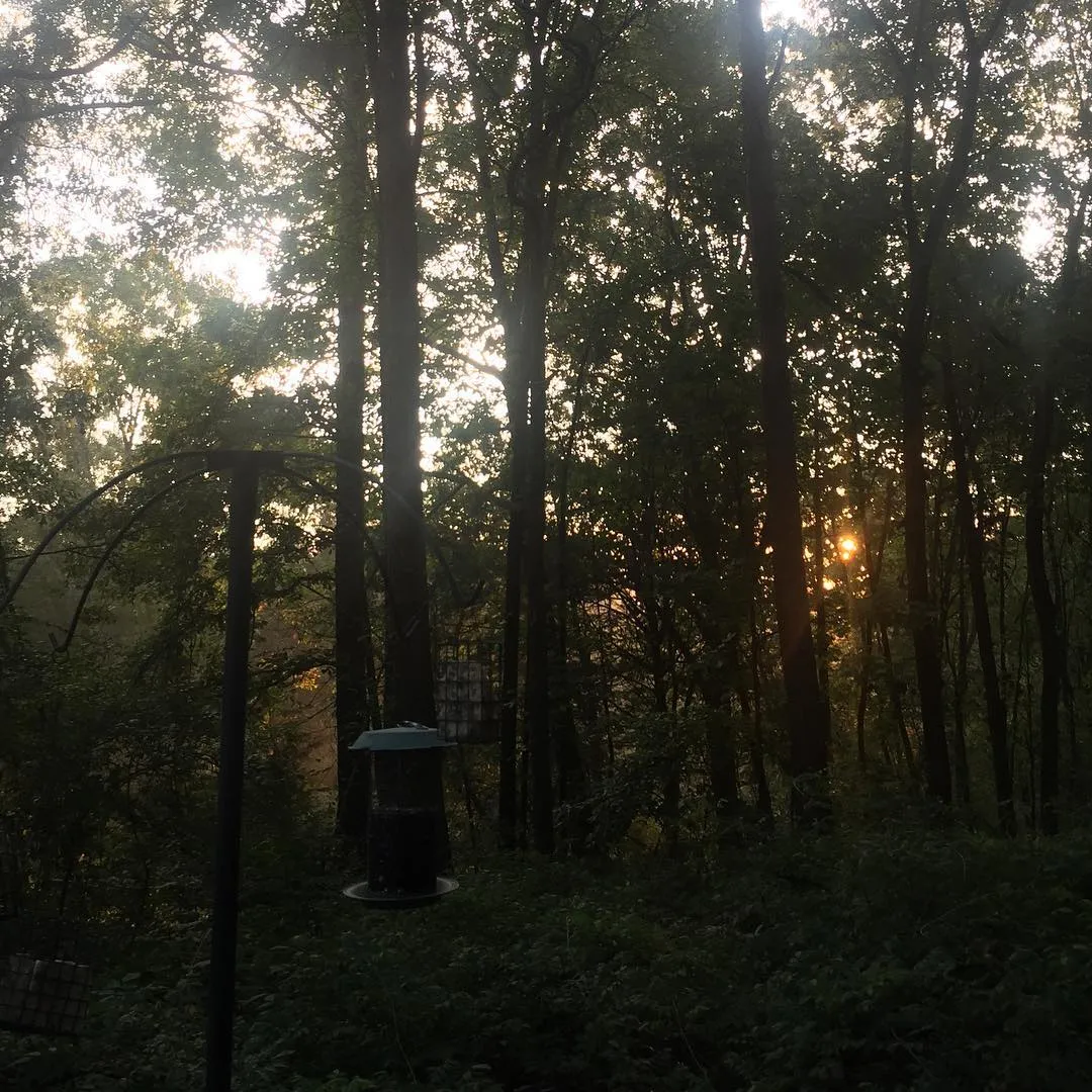 Star behind Woods