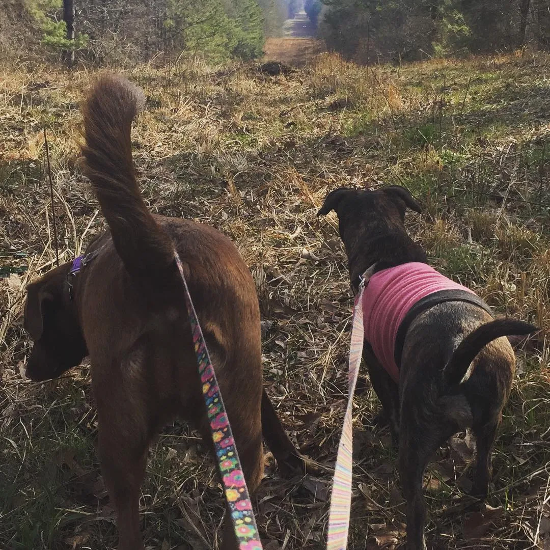 Hershey and Ellie Dogs on Hill